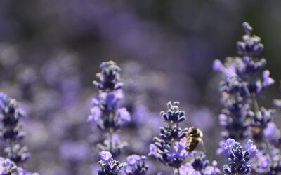 Flowers for Every Time of the Year