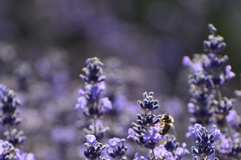 Flowers for Every Time of the Year