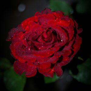 Red Rose