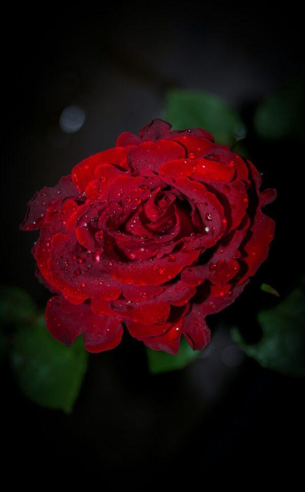 Red Rose